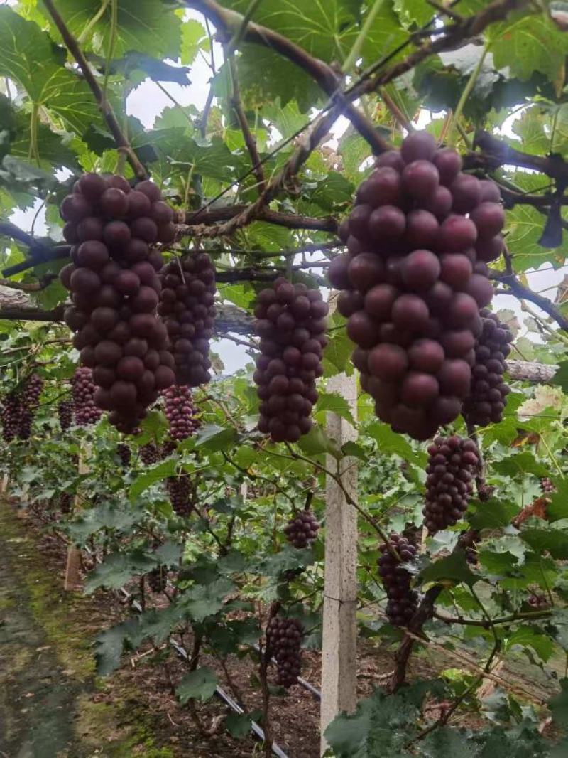 北镇辽峰巨峰葡萄量大从优供应全国各地渠道档口商超社团电商