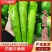 【优选】尖椒现摘现发品质保证产地批发量大从优