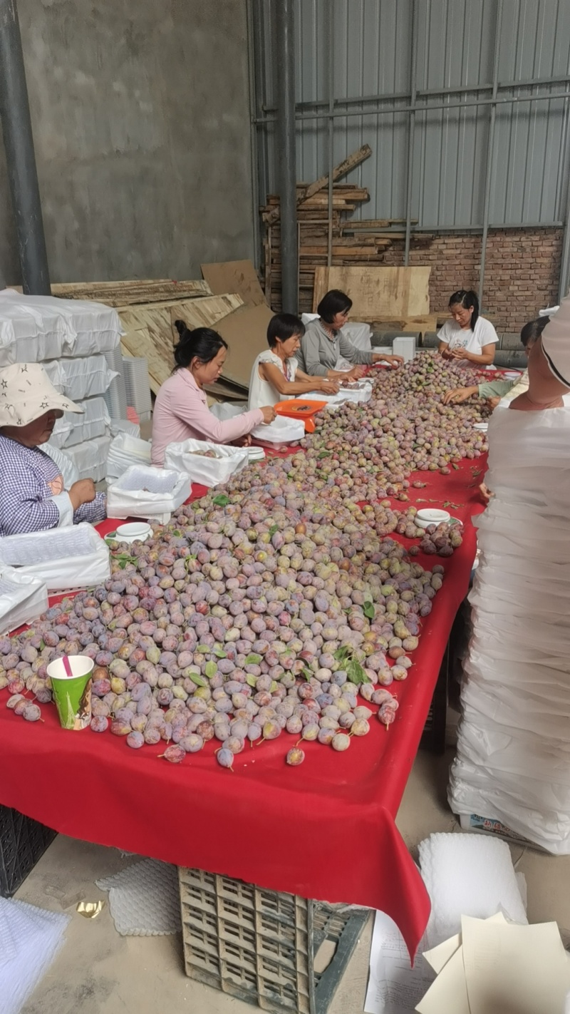 精品阿克苏法兰西梅货源充足量大从优质量保证欢迎咨询