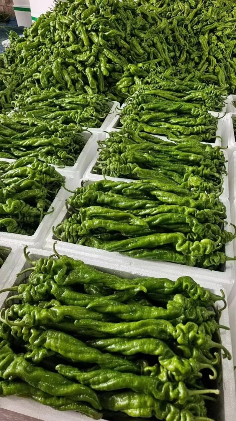 推荐螺丝椒大陇椒欢迎询价现货供应供应多类市场