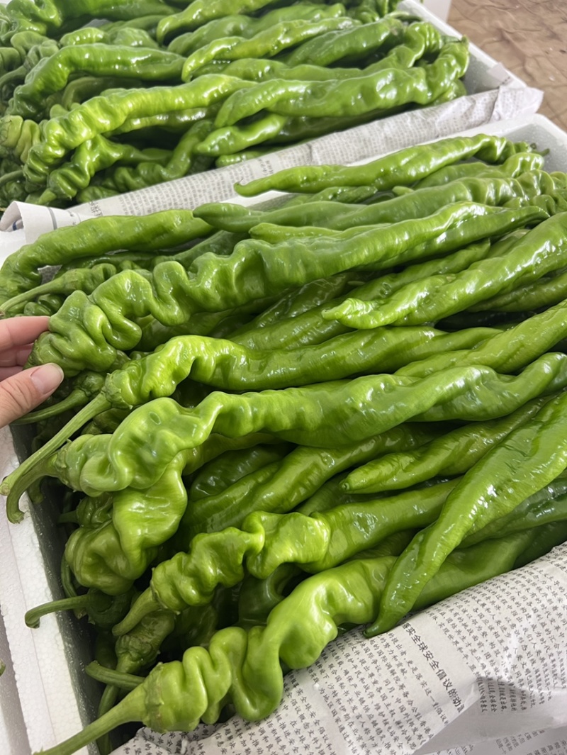 推荐螺丝椒大陇椒欢迎询价现货供应供应多类市场