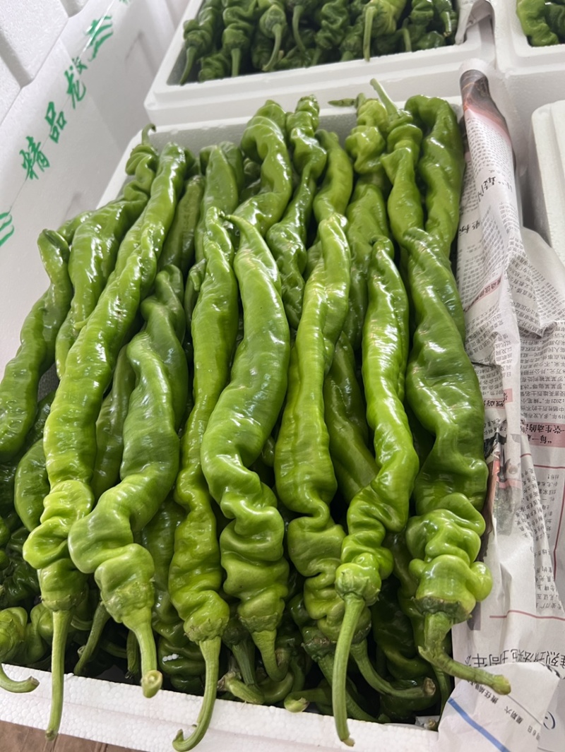 推荐螺丝椒大陇椒欢迎询价现货供应供应多类市场