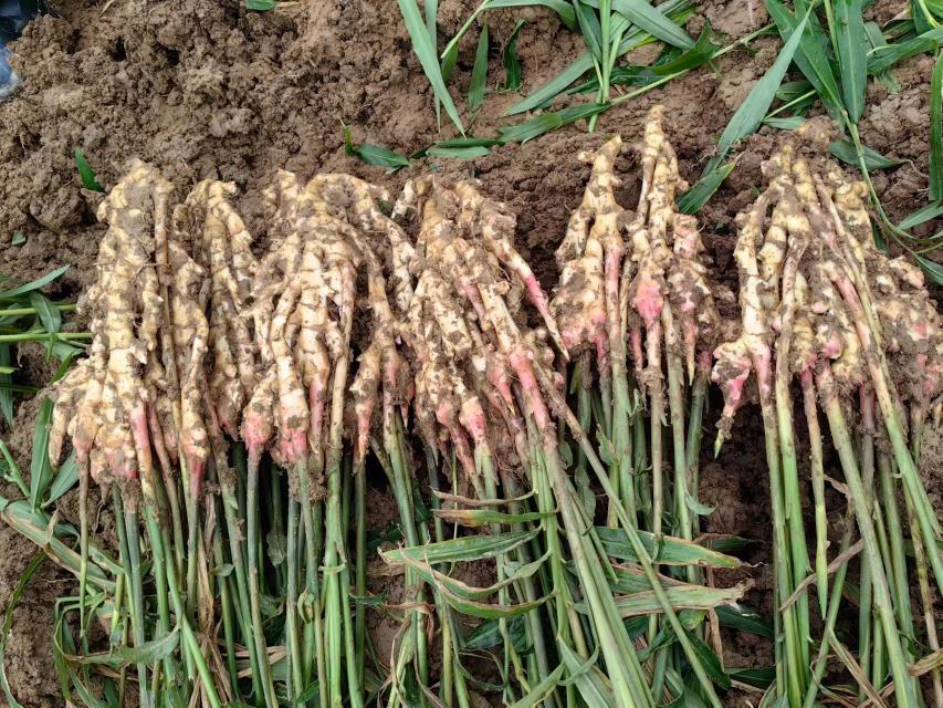 野生生姜的根茎特写