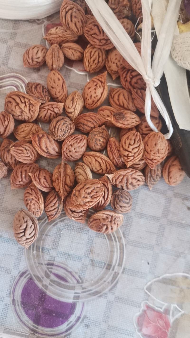 毛桃胡种子