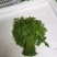 树仔菜益肝菜自产自销现摘现发一手货源