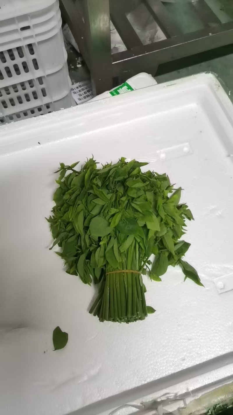 树仔菜益肝菜自产自销现摘现发一手货源