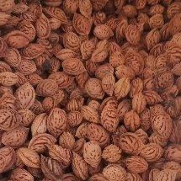 毛桃核种子