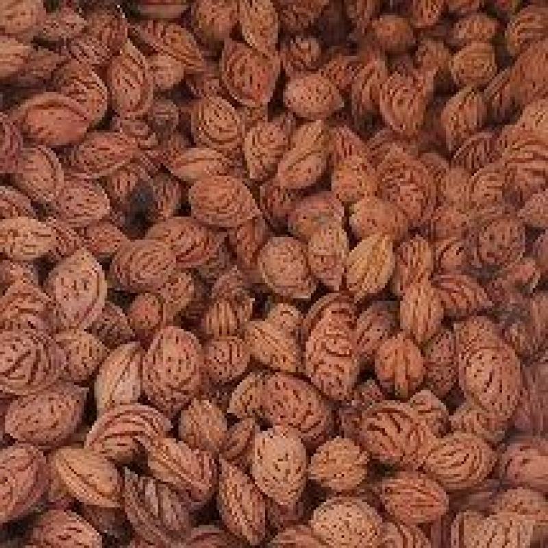毛桃核种子
