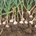 葱姜蒜专用肥种菜叶片肥厚膨大果实颗粒缓释肥料抗病增产