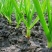 葱姜蒜专用肥种菜叶片肥厚膨大果实颗粒缓释肥料抗病增产