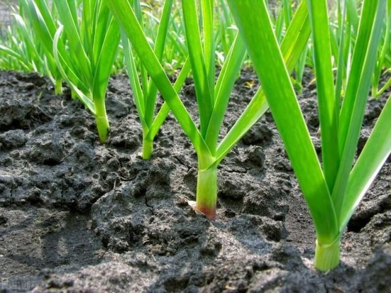 葱姜蒜专用肥种菜叶片肥厚膨大果实颗粒缓释肥料抗病增产