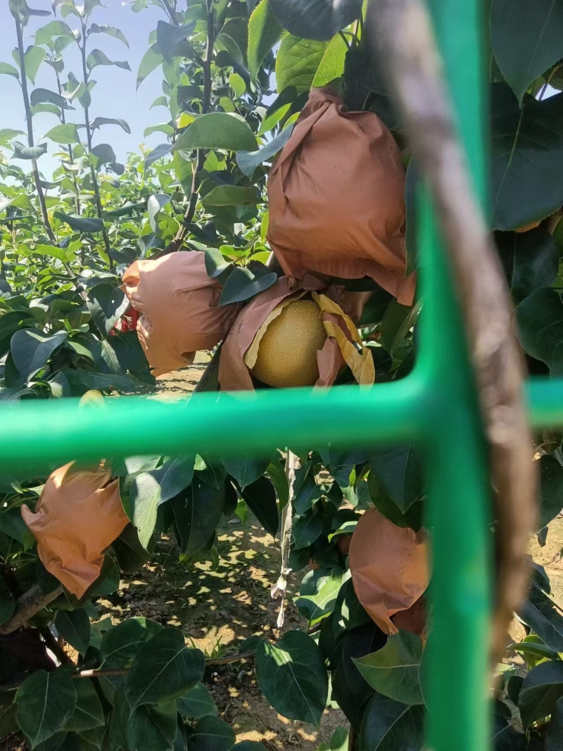 秋月梨果品一级纯甜无渣欢迎致电咨询