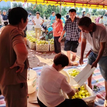 河南虞城万亩青皇冠