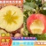 新疆阿克苏苹果冰糖心苹果大量上市全国发货货到付款