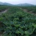 草莓苗苗圃基地大量批发各种草莓苗草莓秧苗