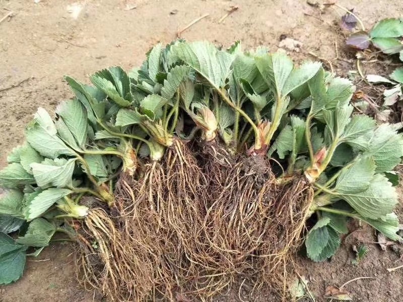 草莓苗苗圃基地大量批发各种草莓苗草莓秧苗