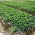 草莓苗苗圃基地大量批发各种草莓苗草莓秧苗