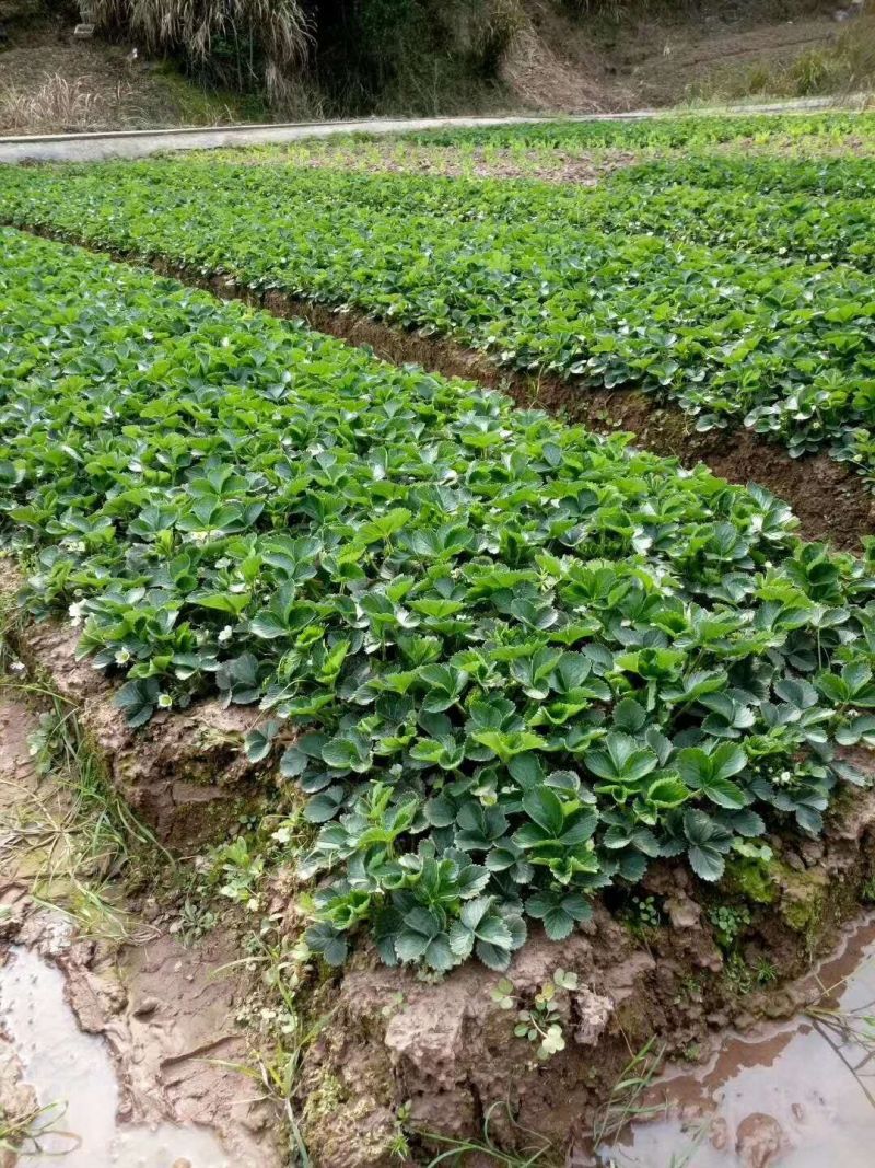 草莓苗苗圃基地大量批发各种草莓苗草莓秧苗