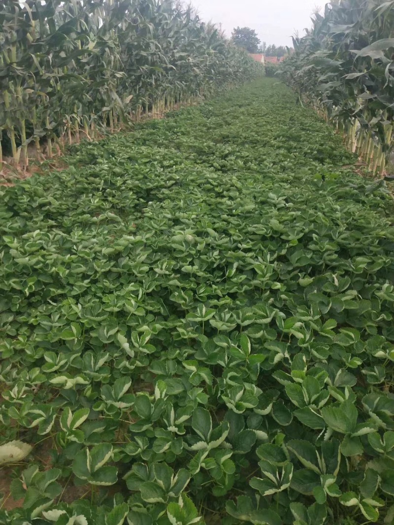 草莓苗苗圃基地大量批发各种草莓苗草莓秧苗