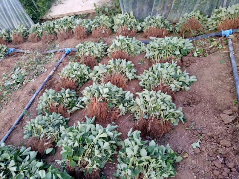 草莓苗苗圃基地大量批发各种草莓苗草莓秧苗
