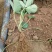 草莓苗苗圃基地大量批发各种草莓苗草莓秧苗