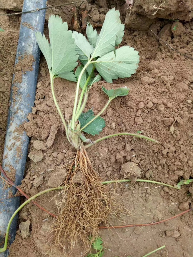 草莓苗苗圃基地大量批发各种草莓苗草莓秧苗