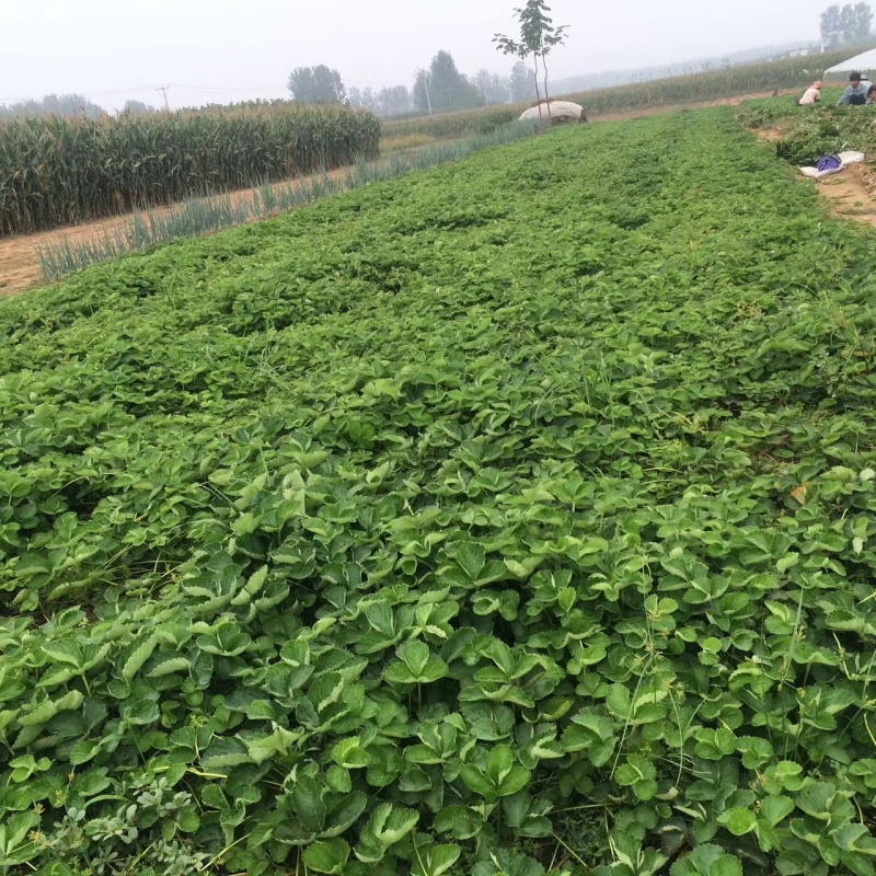草莓苗苗圃基地大量批发各种草莓苗草莓秧苗