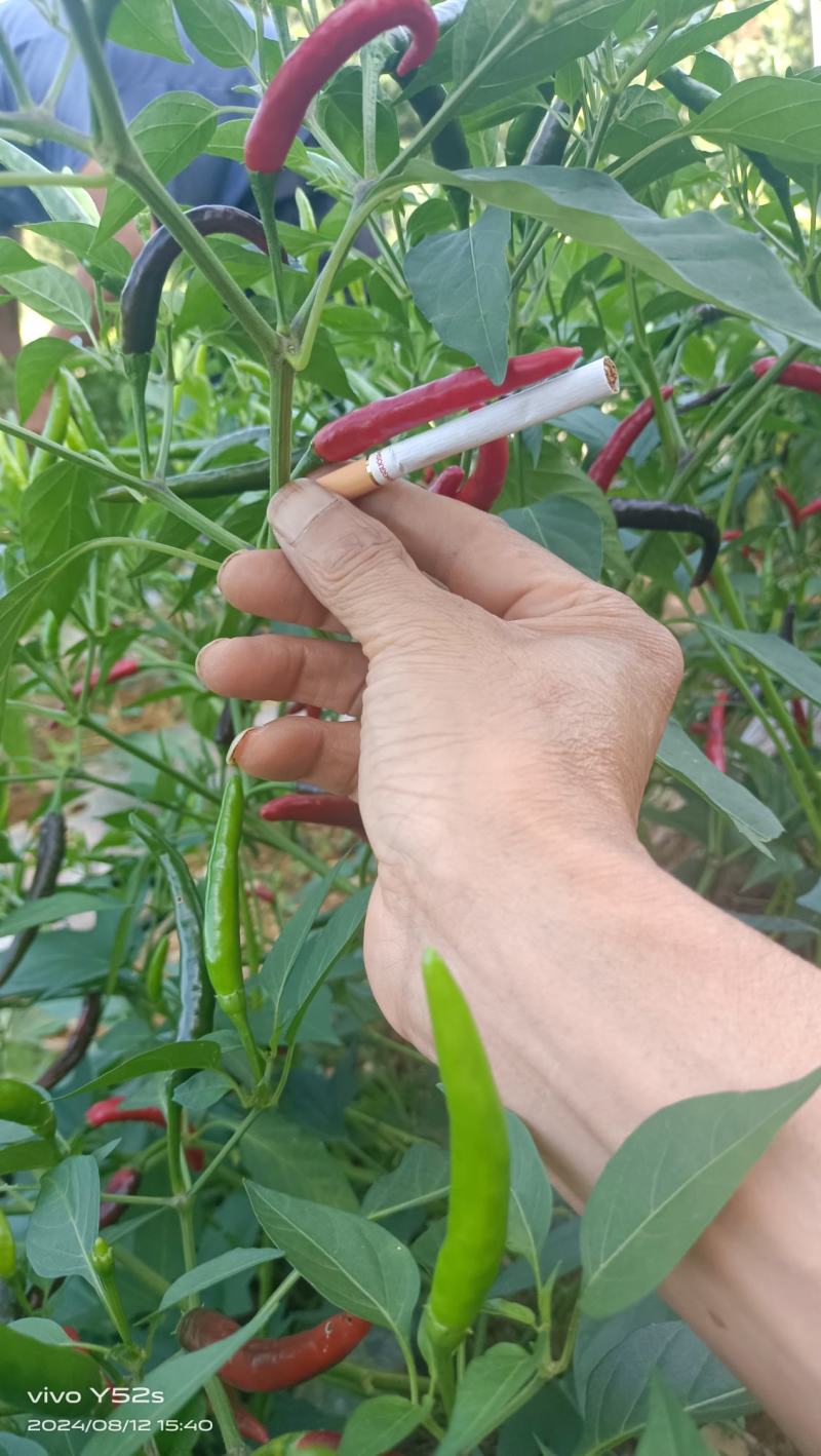 贵州艳椒，子弹头辣椒