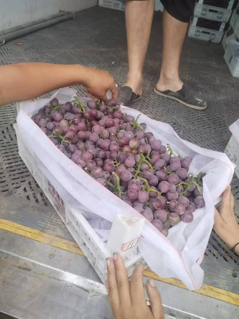 河北葡萄邢台巨峰葡萄提供纸箱泡沫箱无纺布，现已大量上市