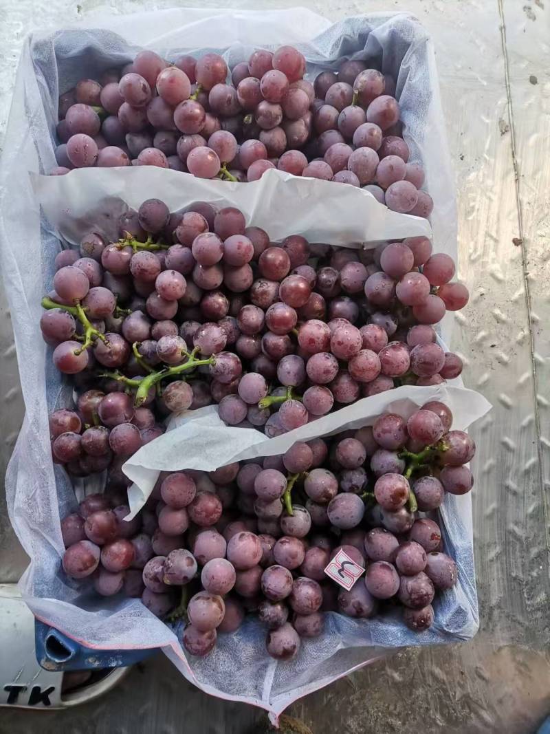河北葡萄邢台巨峰葡萄提供纸箱泡沫箱无纺布，现已大量上市