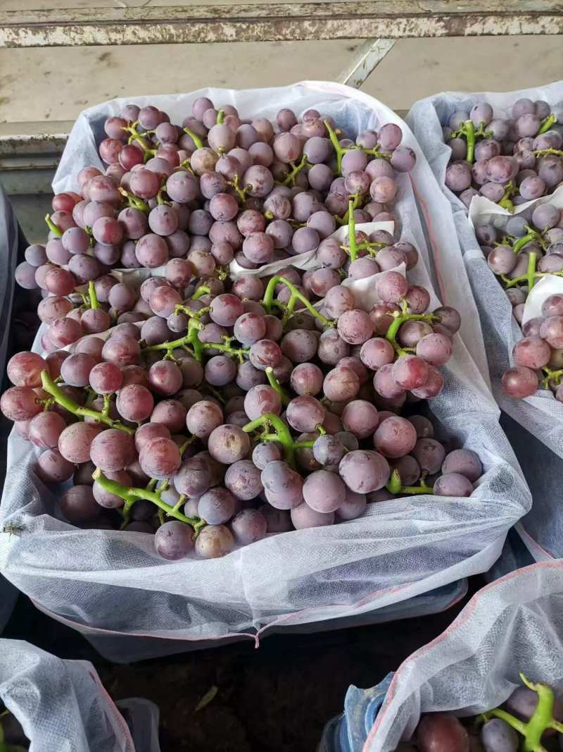河北葡萄邢台巨峰葡萄提供纸箱泡沫箱无纺布，现已大量上市