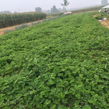 草莓苗苗圃基地大量批发各种草莓苗草莓秧苗