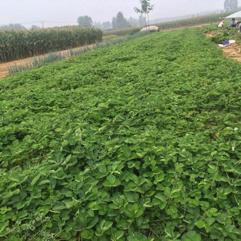 草莓苗苗圃基地大量批发各种草莓苗草莓秧苗