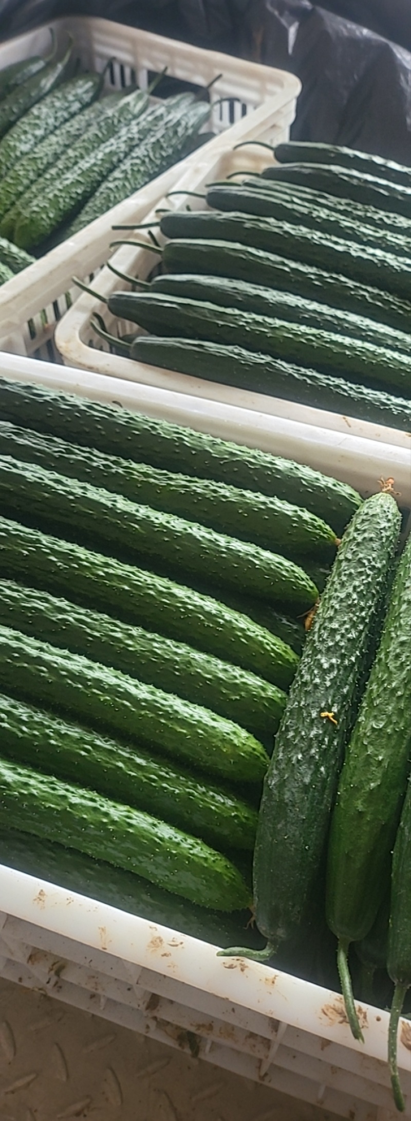 精品山东蜜刺黄花大量上市供应全国质量保证对接电商商超