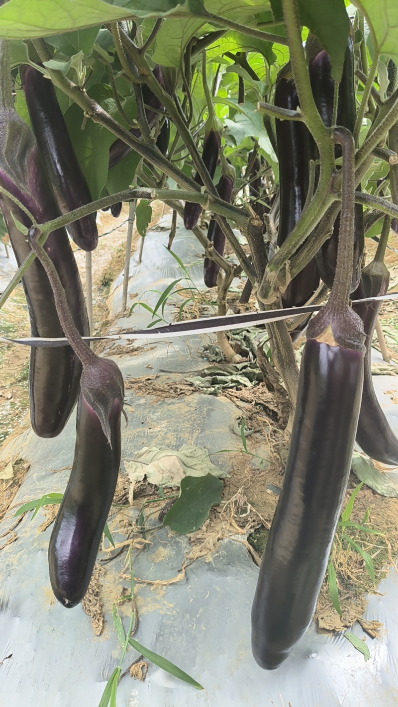 《广茄》烧烤茄/中性茄-产地大量供货，耐运输保证质量。
