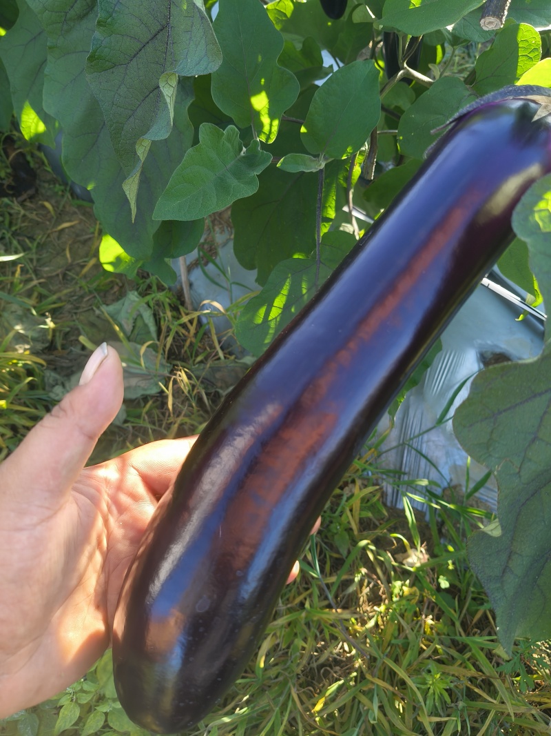 《广茄》烧烤茄/中性茄-产地大量供货，耐运输保证质量。