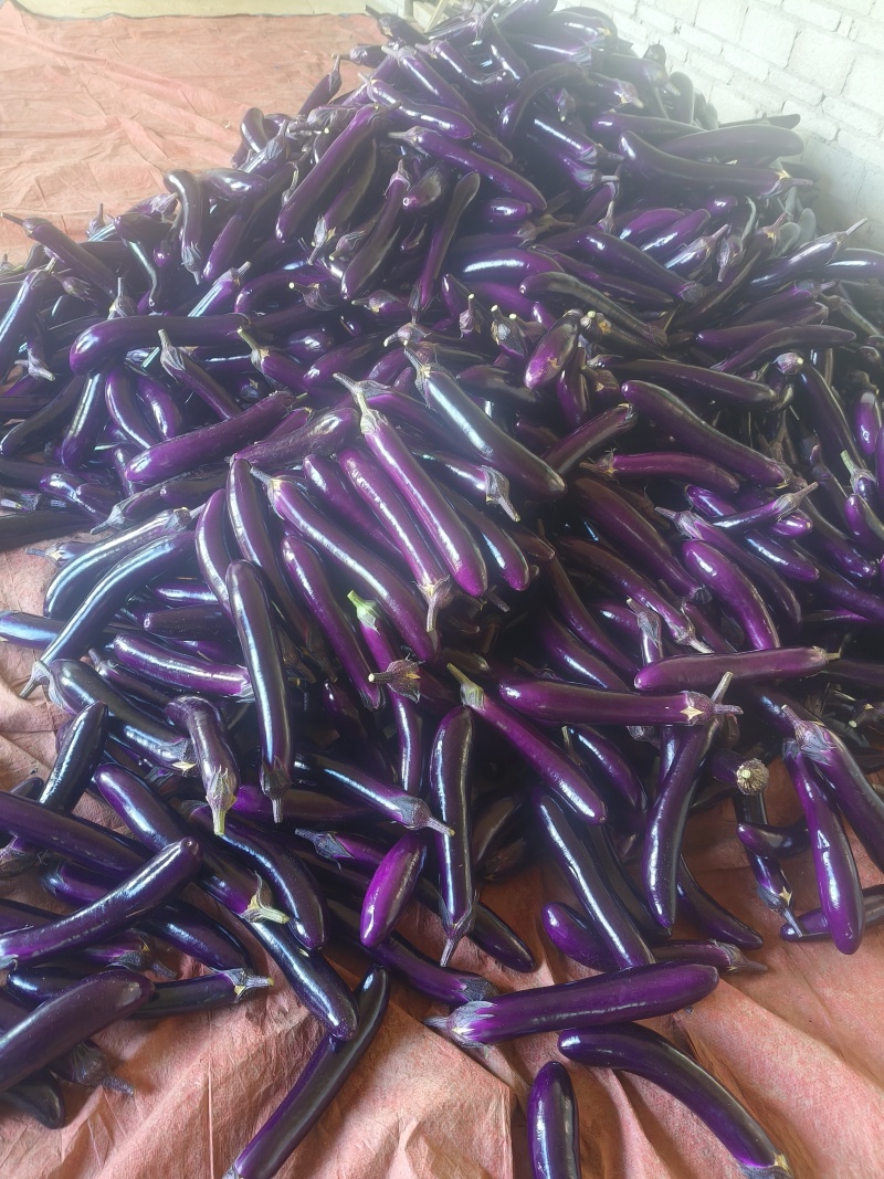 《广茄》烧烤茄/中性茄-产地大量供货，耐运输保证质量。