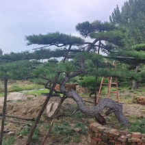 绿化苗木，松树，斜杆弯杆，造型松，规格齐全，质优价廉。