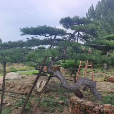 绿化苗木，松树，斜杆弯杆，造型松，规格齐全，质优价廉。