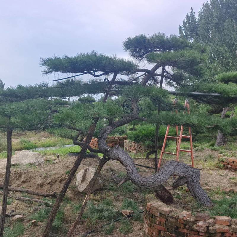 绿化苗木，松树，斜杆弯杆，造型松，规格齐全，质优价廉。