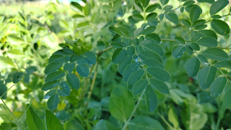 辣木叶粉辣木粉产地批发辣木大货批发