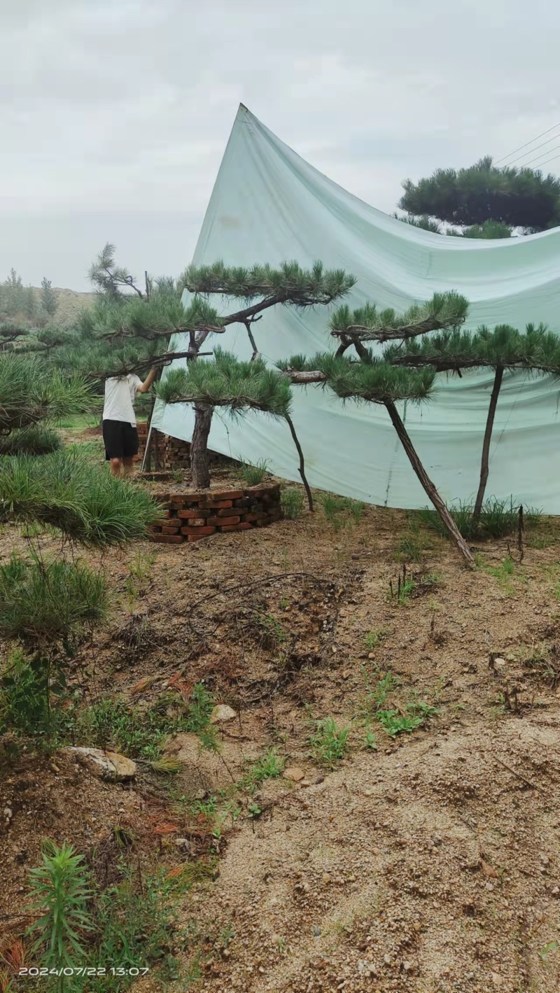 绿化苗木，松树，斜杆弯杆，造型松，规格齐全，质优价廉。