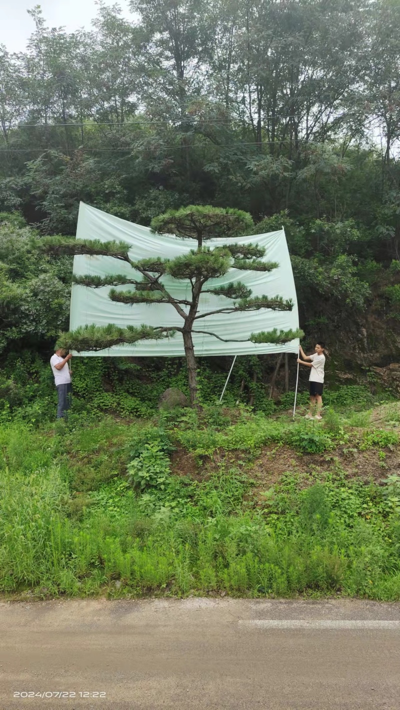 绿化苗木，松树，斜杆弯杆，造型松，规格齐全，质优价廉。