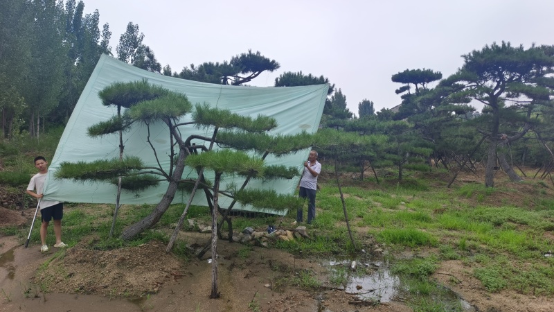 绿化苗木，松树，斜杆弯杆，造型松，规格齐全，质优价廉。