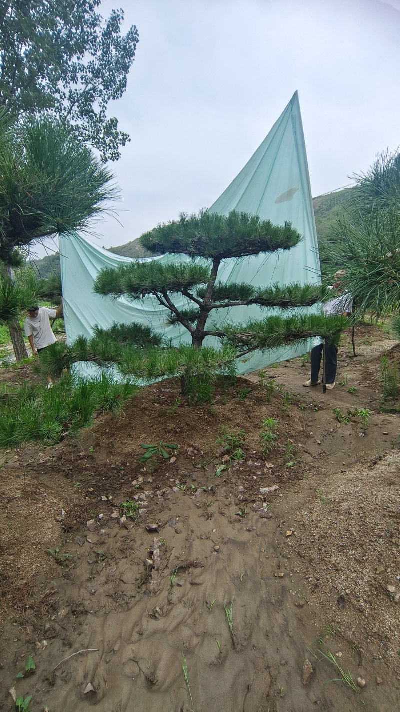 绿化苗木，松树，斜杆弯杆，造型松，规格齐全，质优价廉。
