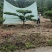 绿化苗木，松树，斜杆弯杆，造型松，规格齐全，质优价廉。