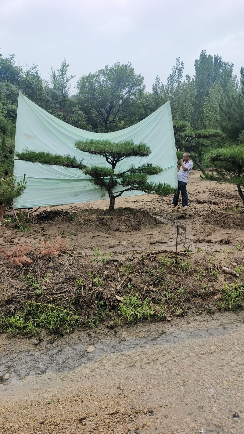 绿化苗木，松树，斜杆弯杆，造型松，规格齐全，质优价廉。