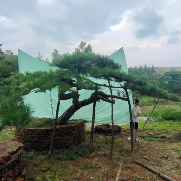 造型松，造型油松基地直供荣起苗，成活率高，量大更优