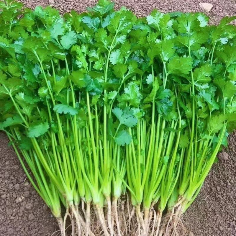 叶菜类香菜