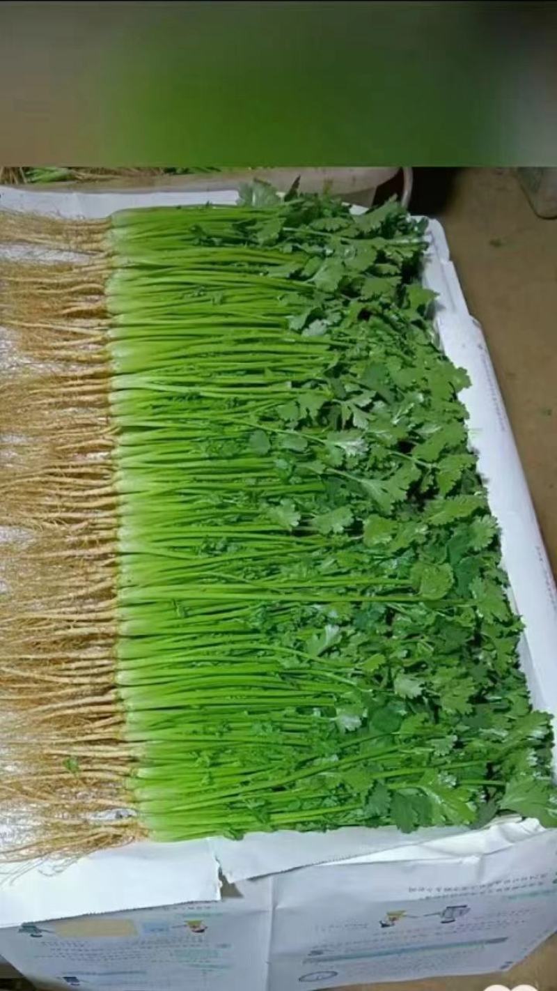 叶菜类香菜